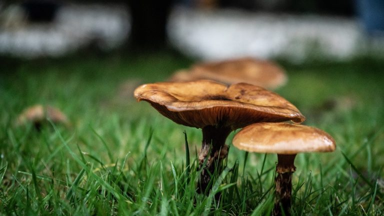 Best Fairy Garden Ideas 1 Best Fairy Garden Ideas
